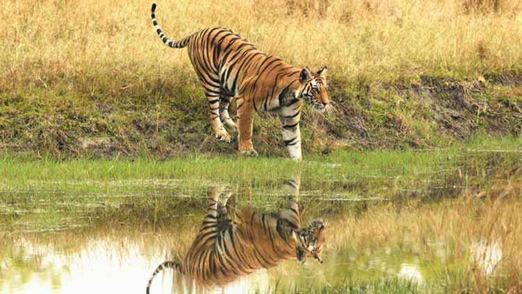 Bandhavgarh National Park gives you a lifetime experience